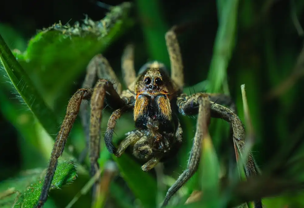 How To Catch Fruit Flies