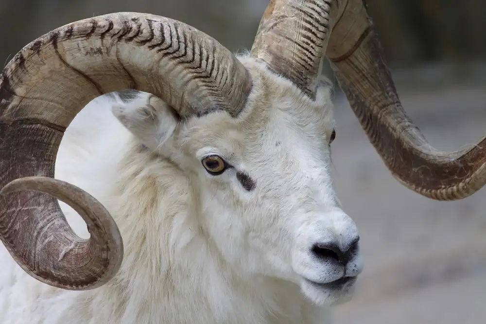 White Rams