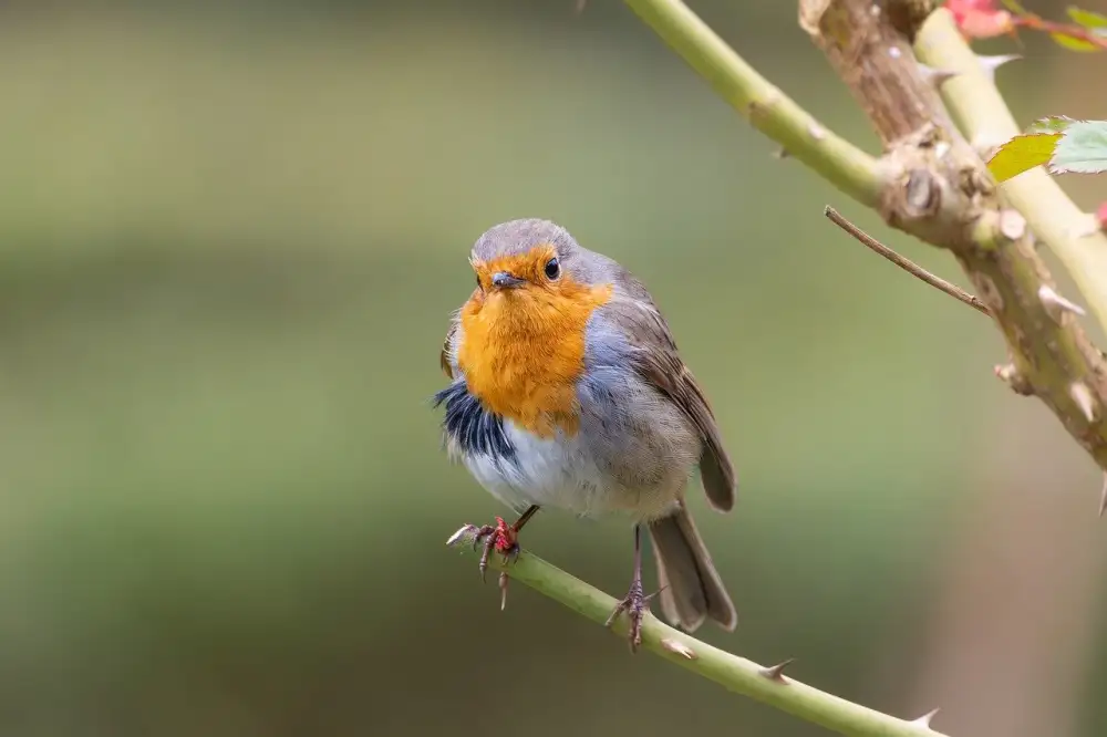 Tuberous Breast Deformity Nhs
