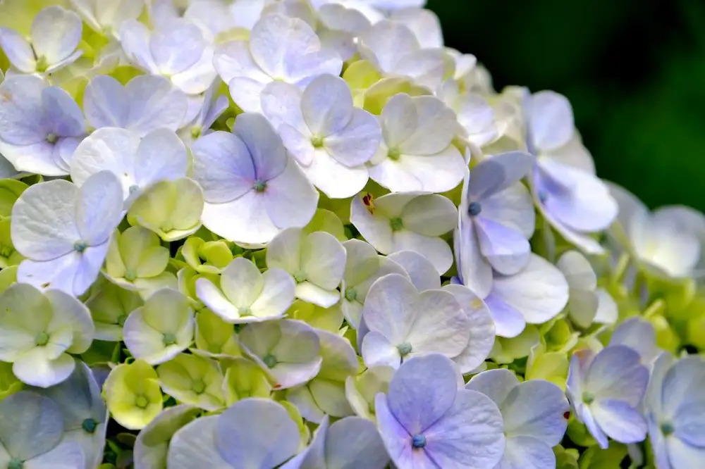 Hydrangea Care