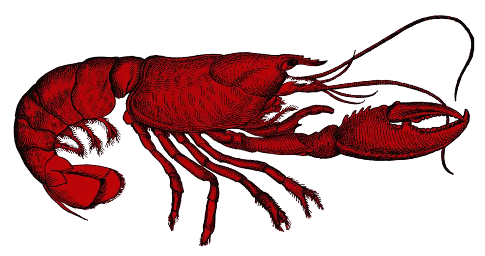 Red Lobster Biscuits