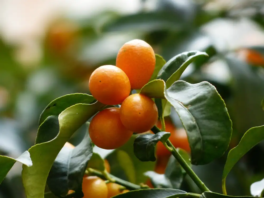 Kumquat